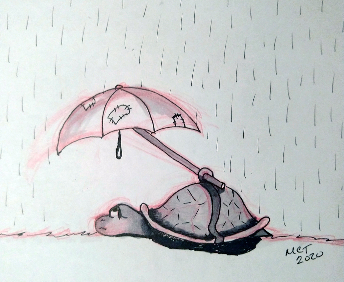 Turtle in the Rain